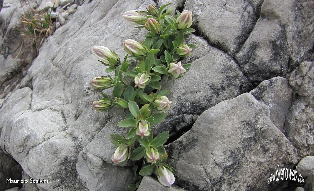 28 Boccioli di Campanula Raineri.JPG